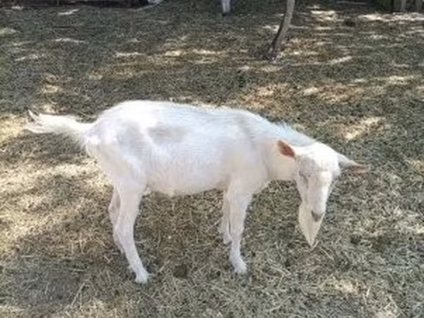 बकरा, Saanen goat