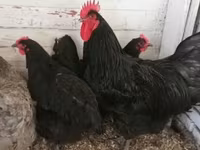Brahma — photo 1
