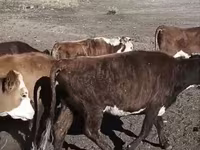 Կով, Latvian Blue cattle — լուսանկար 1