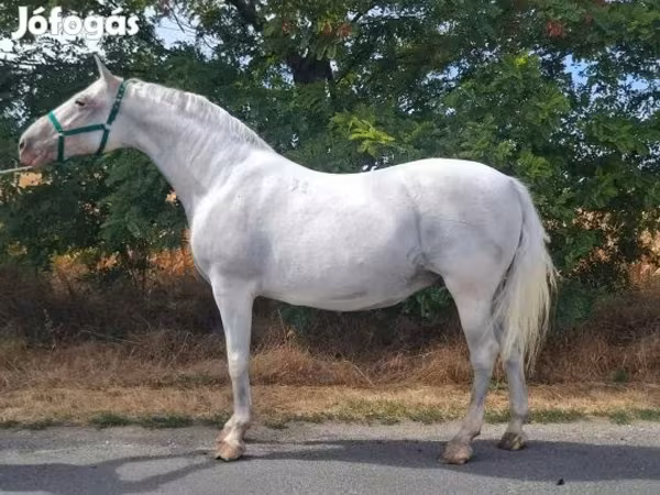 பெண் குதிரை, Lipizzaner