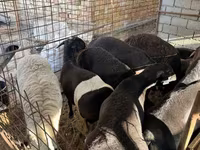Domba jantan, Rhon sheep — foto 2