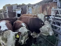 گاو نر, گاو سفیدسر قزاقستانی — عکس 5