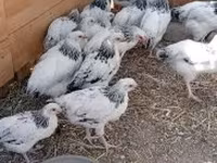 Ducks — عکس 4