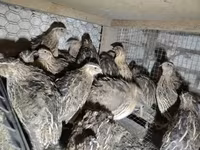 Quails — 写真 3