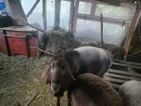 قوچ, Arashan sheep — عکس 2