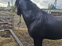 Kuda jantan, Horses — foto 1