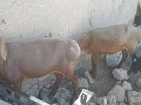 میش, گوسفند — عکس 2