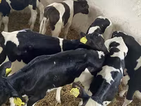 ወንድ በሬ, Holstein breed — ፎቶ 4