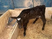 Bou, Rasa Holstein — foto 1
