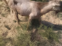 بز نر, بز — عکس 1