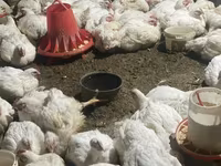 Chickens — fotografija 1