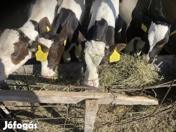 گاو نر, Simmental cattle