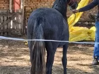 Kobyła, Konie — zdjęcie 6