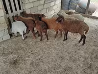 قوچ, گوسفند — عکس 1