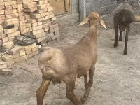 แกะตัวผู้, Rhon sheep — รูปภาพ 1