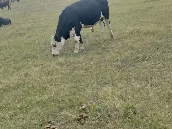ወንድ በሬ, Cattle