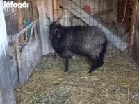 Ovelha, Racka sheep — foto 4