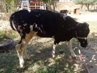 วัวตัวเมีย, Russian Black pied cattle — รูปภาพ 4