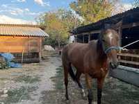 مادیان, Friesian sport horse — عکس 8
