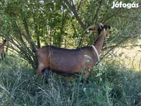 Buk, Alpine goat — foto 6