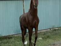 اسب نر, Kazakh horse — عکس 3