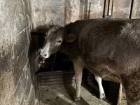 Cow, Swiss cattle — photo 4