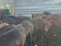Kuda betina, Horses — foto 2