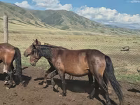 مادیان, اسب — عکس 8