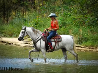Stute, Quarter Horse — Foto 4