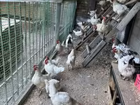 Chickens — ፎቶ 2