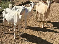 Koza, Saanen goat — fotografija 5