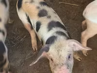 Babi (batch, jenis kelamin tidak disebutkan), Pigs — foto 1