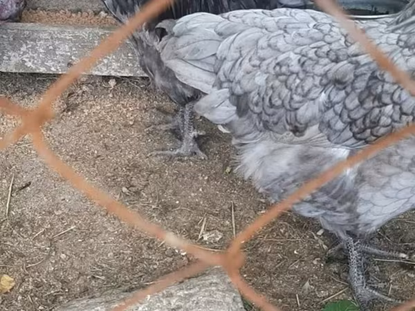 Chickens