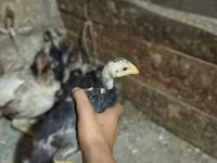 Chickens — รูปภาพ 2