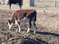گائے, Simmental cattle — تصویر 6