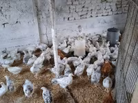 Chickens — fotografija 4