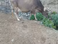 Sapi, Cattle — foto 2