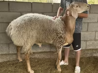Kambing jantan, Arashan sheep — foto 3