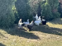 Turkeys — ছবি 3
