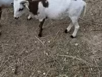 Овен, Cameroon sheep — снимка 5