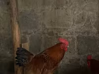 Chickens — รูปภาพ 3