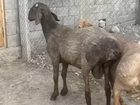 แกะตัวผู้, Rhon sheep — รูปภาพ 5