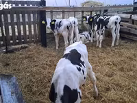 Bulle, Russian Black pied cattle — Foto 5