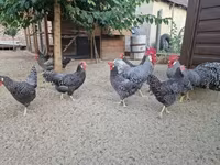Chickens — foto 6