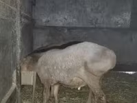 Ovan, Arashan sheep — fotografija 8