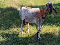 Буз, Nubian Goat — акс 1