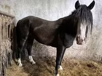 اسب نر, Kazakh horse — عکس 1