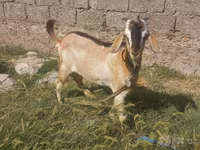 Dê cái, Dê — ảnh 1