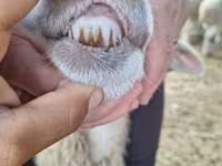 Schaf, Schafe — Foto 4