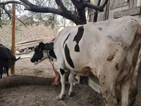 Lembu betina, Holstein breed — foto 6